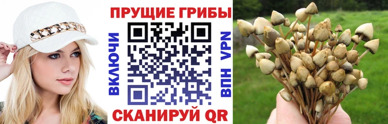 наркошоп  Россошь  Галлюциногенные грибы Psilocybine cubensis 